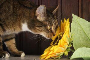 słonecznik kwiat bezpieczny dla kota