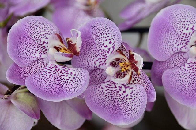 storczyk orchidea bezpieczna dla kotów